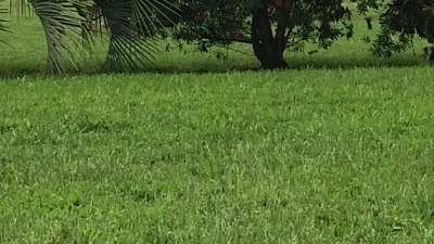 Grassy field with palm trees in background.