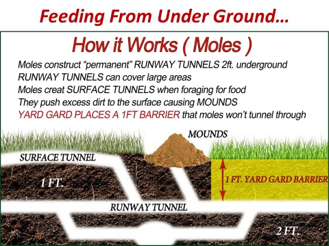 how it works moles Diagram of mole tunnels and barrier to prevent their digging.